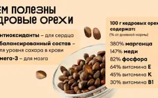 Полезные свойства кедровых орешков для здоровья