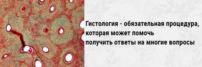 гистология