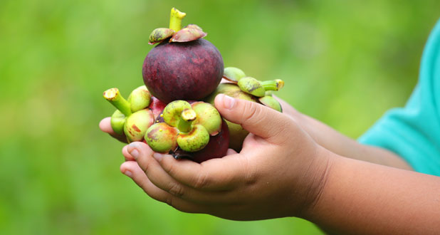 экзотические плоды экзотические плоды