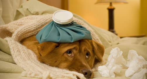 как сделать грелку как сделать грелку