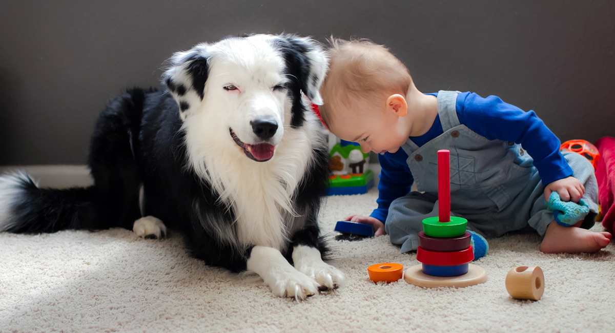 собаки лекари собаки лекари