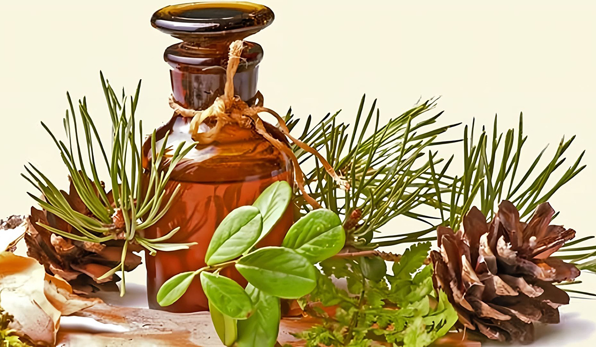 очищение организма от шлаков, сосна очищение организма от шлаков, сосна