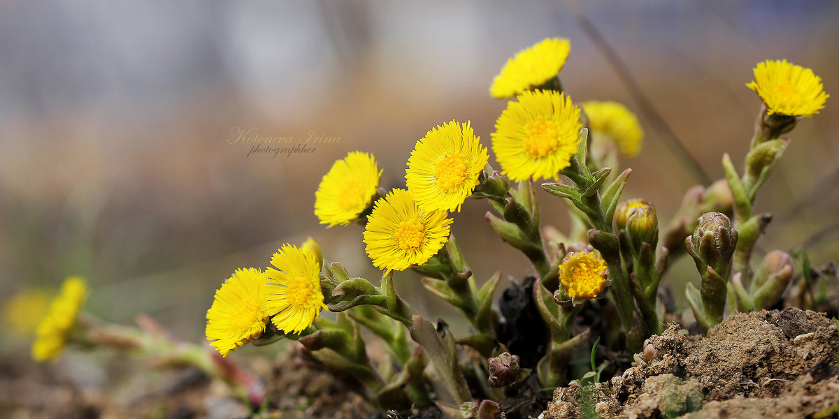 чистим легкие чистим легкие