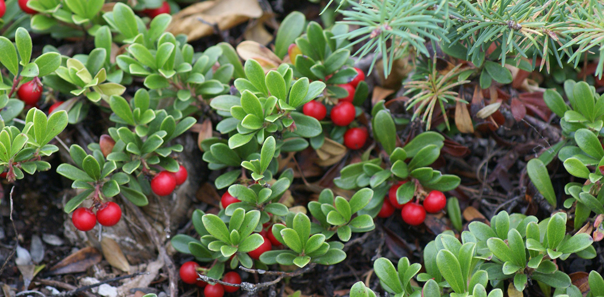 лечебные свойства толокнянки лечебные свойства толокнянки