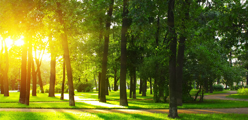 Альтернативные методики восстановления зрения, соляризация Альтернативные методики восстановления зрения, соляризация